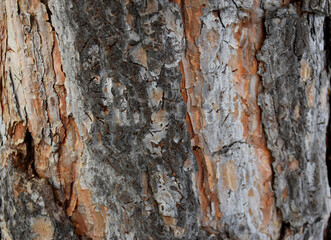bark pines