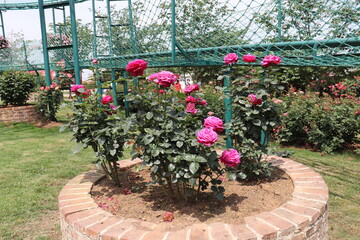beautiful landscape of a bush of colorful roses in a garden with clear sky background