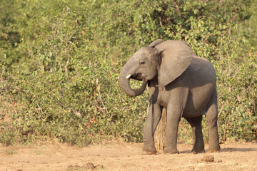 Afrikanischer Elefant / African elephant / Loxodonta africana.