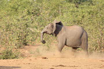 Fototapeta premium Afrikanischer Elefant / African elephant / Loxodonta africana..