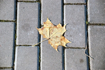Background, texture. Fall. Yellow maple leaf on a stone pavement.