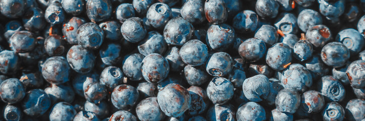 Fresh ripe Blueberry Background. Texture blueberry berries close up. Copy space for text. Web banner. Blue natural background.