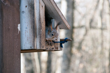 Autumn forest. Squirrel in a wooden house. Animal world of the Moscow region