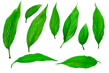 green leaves on white background, ready to use in a collage