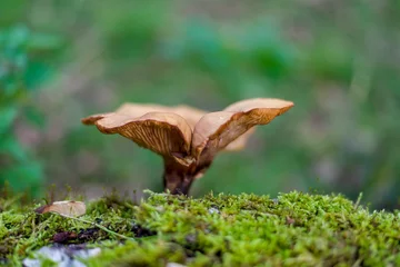 Foto auf Leinwand Pilz im Gras © Nora