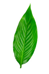 green leaf isolated on white background, ready to use in collage