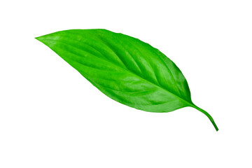 green leaf isolated on white background, ready to use in collage