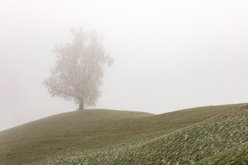 Lonley tree in the mist on the hill. Foggy landscape with tree silhouette. Frozen, cold weather. Autumn rural landscape.