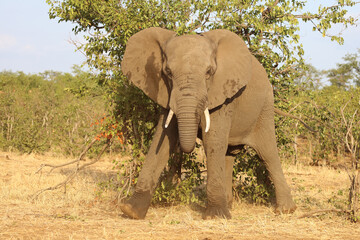 Obraz premium Afrikanischer Elefant / African elephant / Loxodonta africana