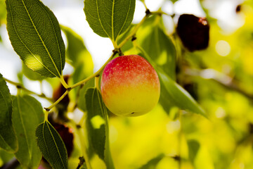 A little apple on a branch. Close-up photo with a apple in red and green color.
