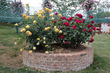 beautiful landscape of a bush of colorful roses in a garden with clear sky background
