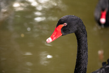 Fototapeta premium Nice black swan sweeming on lake spring nature ecology