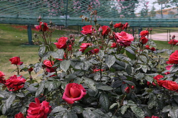 beautiful landscape of a bush of colorful roses in a garden with clear sky background