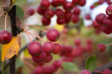Wild cranberries (Vaccinium oxycoccus) on the branch and a yellow leaf in focus, top view.