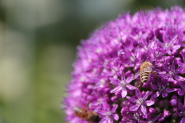 Close up view of a bee feeding on a  Purple Allium flower