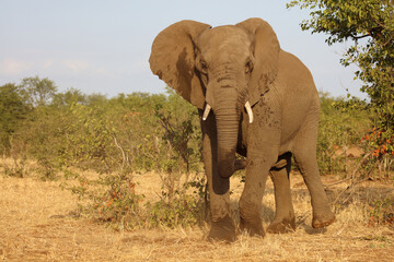 Afrikanischer Elefant / African elephant / Loxodonta africana