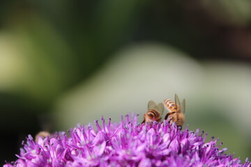 Close up view of a bee feeding on a  Purple Allium flower