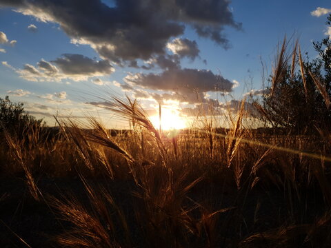 Atardecer entre trigales.