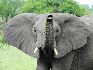elefante serengeti