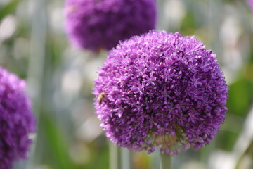 Close up view of a bee feeding on a  Purple Allium flower