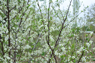 Fototapeta na wymiar White Cherry Blossoms in Spring in Abyaneh, Iran.