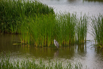 Great egret in Aiguamolls De L'Emporda Nature Reserve, Spain