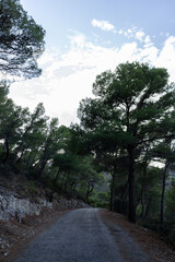 Autumn forest crossed by a path that leads to the top with a cloudy sky