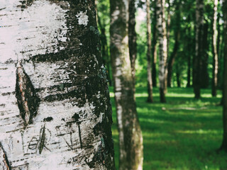 Bark of birch with blurred background