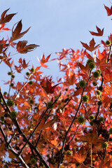 autumn tree and leaves in red tones