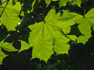 Green maple leaves on dark background