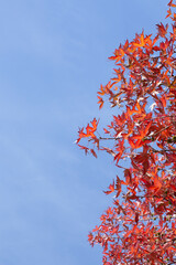 autumn tree and leaves in red tones