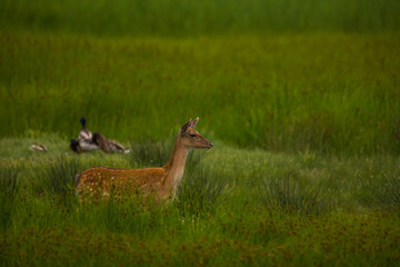 Fallow deer in Aiguamolls De L'Emporda Nature Reserve, Spain