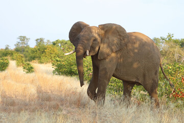 Afrikanischer Elefant / African elephant / Loxodonta africana.
