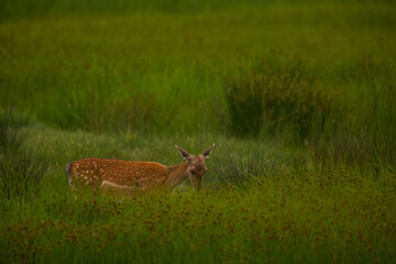 Fallow deer in Aiguamolls De L'Emporda Nature Reserve, Spain