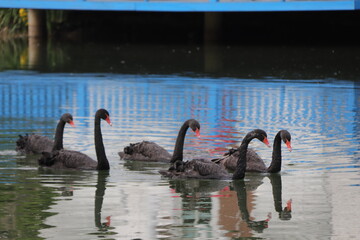 Black swans swimming in a lake in a park in China