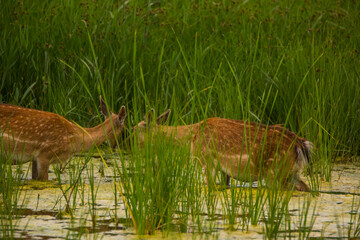 Fallow deer in Aiguamolls De L'Emporda Nature Reserve, Spain © Alberto Gonzalez 