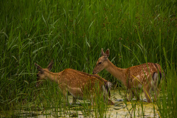 Fallow deer in Aiguamolls De L'Emporda Nature Reserve, Spain © Alberto Gonzalez 