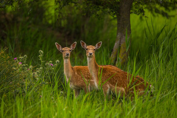 Naklejka na ściany i meble Fallow deer in Aiguamolls De L'Emporda Nature Reserve, Spain