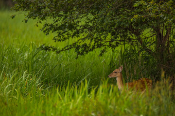 Fallow deer in Aiguamolls De L'Emporda Nature Reserve, Spain