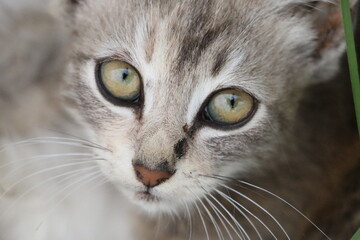 close up portrait of a cat