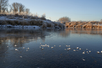 Breath of winter, first ice on the lake, dawn on a frosty morning with frost on the grass, close-up of frost, patterns on the first ice.