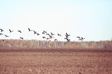 migratory birds flock of geese in the field, landscape seasonal migration of birds, hunting