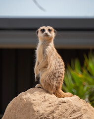 Fototapeta premium meerkat on guard