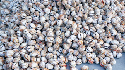 Shellfish sold in a local market in Phnom Penh, Cambodia