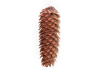 Natural spruce cone on a string as a Christmas ornament