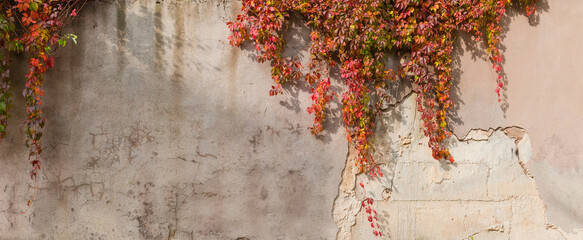 Old plastered retaining wall with hanging autumn climbing plants, background - obrazy, fototapety, plakaty