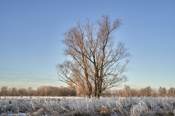 Breath of winter, first ice on the lake, dawn on a frosty morning with frost on the grass, close-up of frost, patterns on the first ice.