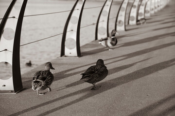 Ducks walk along the river embankment along the parapet .