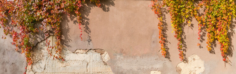 Old plastered retaining wall with hanging autumn climbing plants, background
