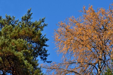 Die Baumkronen einer Föhre und einer herbstlich rötlich gefärbten Lärrche vor tiefblauem Himmel